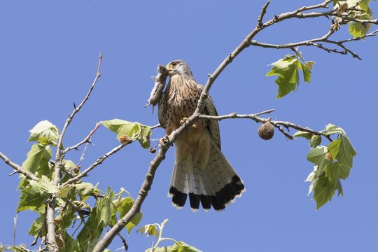 Common Kestrel (Falco tinnunculus) with captured Vole (Microtus arvalis), Hesse, Germany
