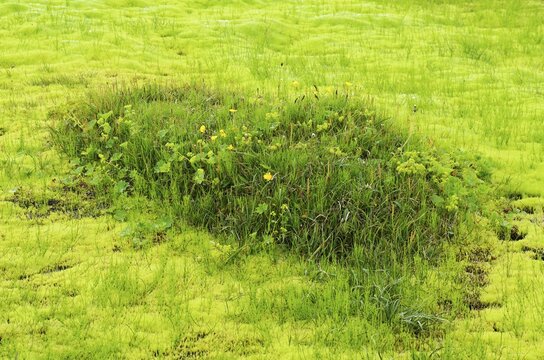 Willow moss (Fontinalis antipyretica), Sulur, Akureyri, Iceland, Europe