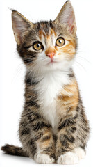 Obraz premium Cute cat, kitten lodie-cut png for calming pet product design, isolated style as high-resolution realistic photograph on white background, perfect for packaging