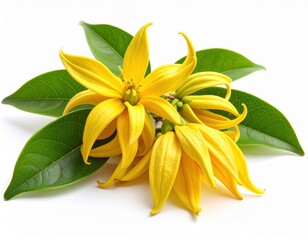 Ylang-Ylang Flowers with Leaves
