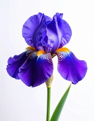 Blue Iris Flower Isolated