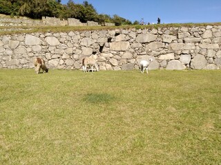 マチュピチュのリマ