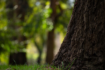 Obraz premium corteza de árbol