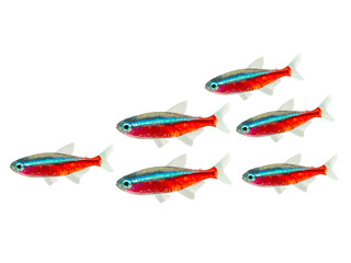 カージナルテトラ（5匹）