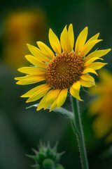 Sunflowers blooming beautifully in the sun