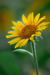 Sunflowers blooming beautifully in the sun
