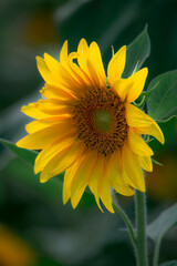 Sunflowers blooming beautifully in the sun