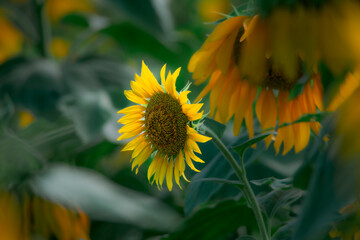 Naklejka premium Sunflowers blooming beautifully in the sun