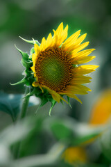 Sunflowers blooming beautifully in the sun