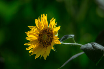 Sunflowers blooming beautifully in the sun