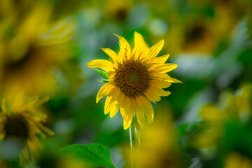 Sunflowers blooming beautifully in the sun