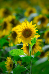 Sunflowers blooming beautifully in the sun