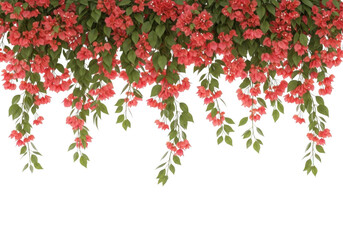 Vibrant red bougainvillea flowers cascading downward isolated on transparent background