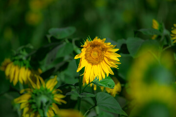 Sunflowers blooming beautifully in the sun