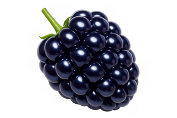 Ripe blackberry hanging with green stem and leaves, isolated on transparent backdrop, highlighting natural fruit details