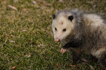 Posing Opossum