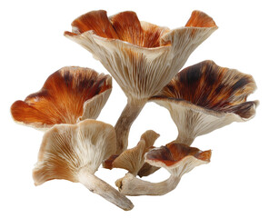 Close-up of three clustered mushrooms, light beige/tan caps with dark brown/reddish-brown edges, delicate stems
