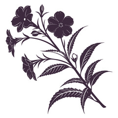 black and white impatiens balsamina