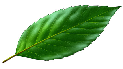 Obraz premium Vivid green leaf closeup, showcasing nature's intricate patterns and vibrant textures.