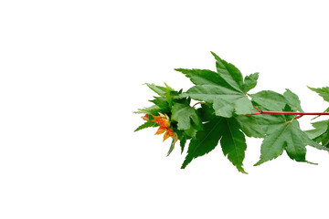 Close-up of a branch with vibrant green leaves and small orange-red blossoms