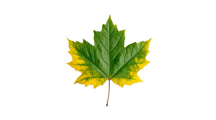 Closeup of a vibrant yellow maple leaf, stunning display of autumn colors.