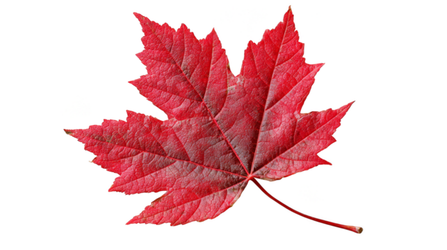 Closeup of a vibrant red leaf against dramatic black background, study in contrast and natural beauty. - Powered by Adobe