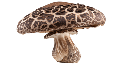 Intricate closeup of a mushroom on black background, study in texture and detail.