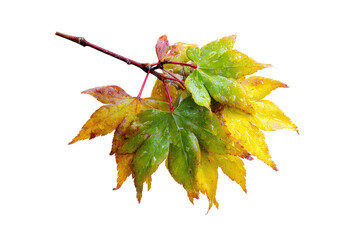 Close-up of autumn leaves with water droplets