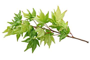 Close-up of a branch with vibrant, variegated maple leaves