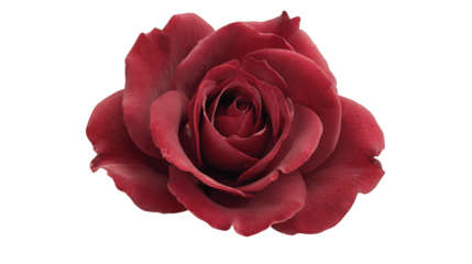 Vibrant red rose on a dramatic black background, stunning floral photography.