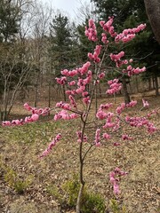 Whispers of Spring: A Pink Blossom’s First Dance