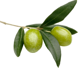 Olive Fruit Isolated On Transparent Background
