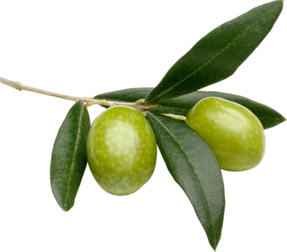 Olive Fruit Isolated On Transparent Background