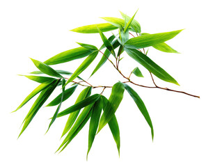 Vibrant bamboo leaves on a branch