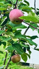 Macintosh apples on tree