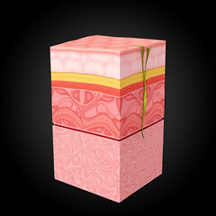 Cross-sectional illustration of human skin layers showing dermis epidermis and subcutaneous tissue