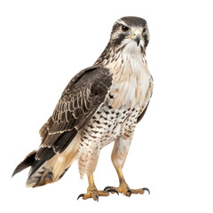 A hawk standing in front of a transparent background.