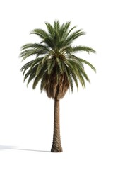 Palm tree isolated on white background with clipping path
