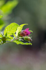 Flowers of Atropa bella-donna or deadly nightshade. The plant is commonly known as belladonna.