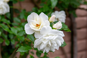 可愛らしい白いバラ