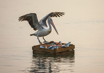 Pelican landing on floating fish crate