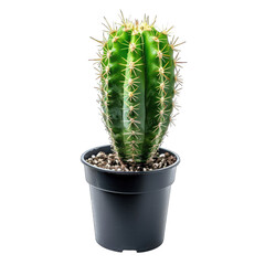 Green cactus in dark gray pot