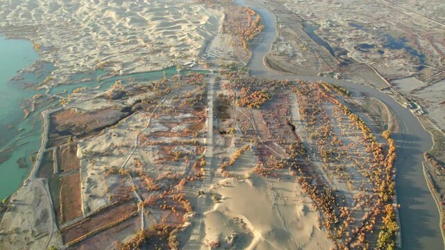Drone view of lake and river in desert with Populus euphratica forest with yellow golden foliage on sunny autumn day in Xinjiang, China, aerial view of Tata Secret Realm in Yuli, 4k real time footage.
