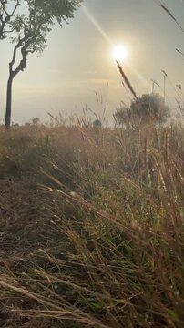 Morning in tambak