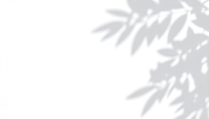 White background with soft gray shadows of plant leaves abstract nature backdrop for text space