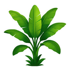 Vibrant green banana plant illustration. Tropical foliage with large leaves, isolated for botanical, jungle, and summer-themed designs.