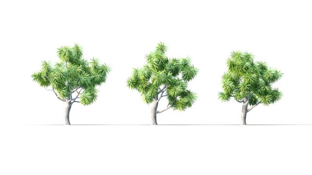 Summer trees swaying in the strong wind. Isolated 3D realistic tree swaying to the wind with alpha matte layer for transparency in the background.