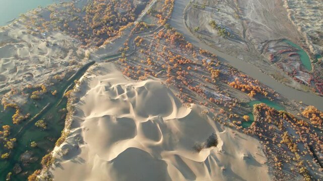Drone view of lake and river in desert with Populus euphratica forest with yellow golden foliage on sunny autumn day in Xinjiang, China, aerial view of Tata Secret Realm in Yuli, 4k real time footage.