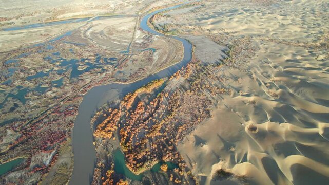 Drone view of lake and river in desert with Populus euphratica forest with yellow golden foliage on sunny autumn day in Xinjiang, China, aerial view of Tata Secret Realm in Yuli, 4k real time footage.