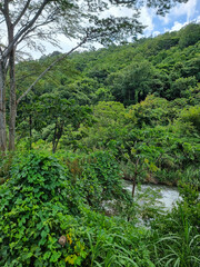 Panama, Boquete, Caldera jungle river